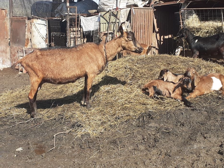 Capre alpin francez metis