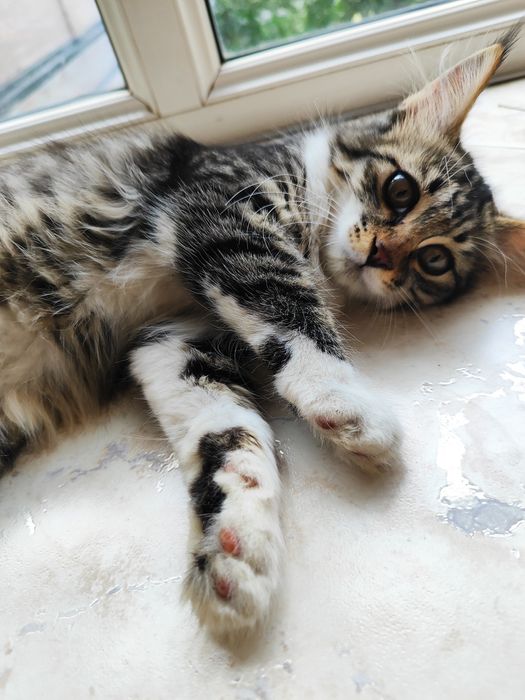 Котёнок 3 месяца девочка