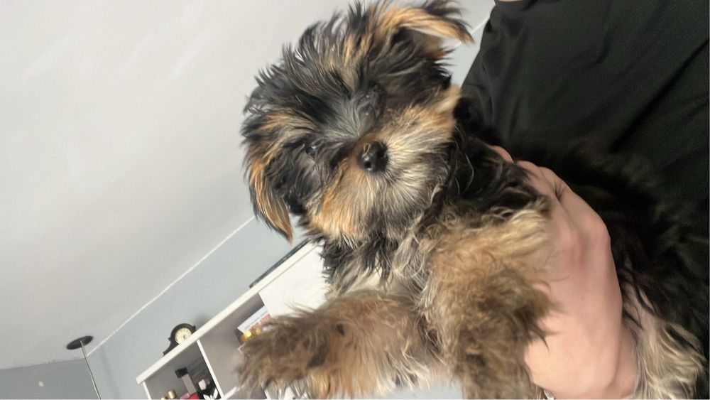 Yorkshire Terrier