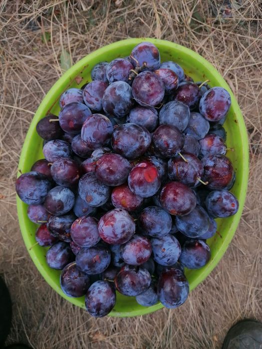 Prune de vanzare