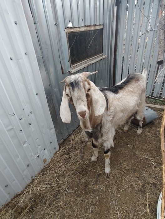 Продается козел англо-нубийский