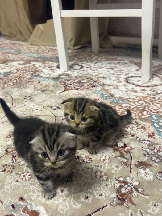 Вислоухие котята