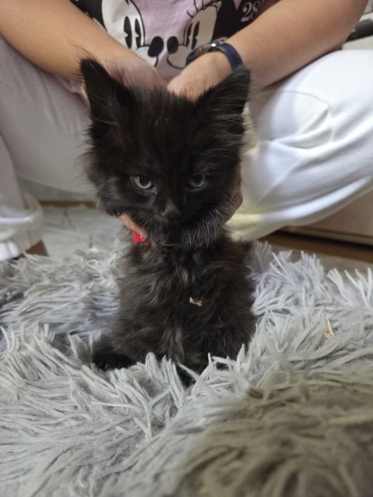 Отдаем двух котят