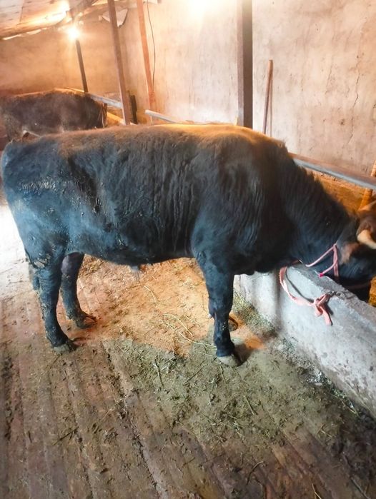 Семіз бұқалар сатылады