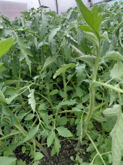 Продам рассаду помидор