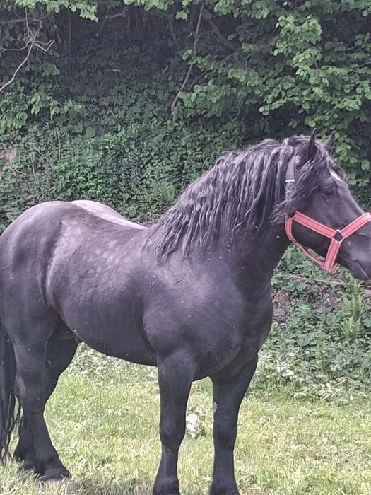 2 armăsari de vânzare împreună sau separat