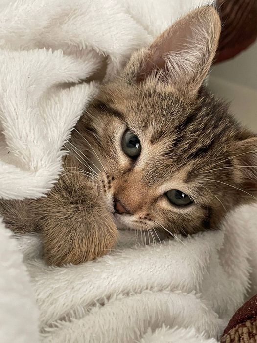 Милый котенок девочка