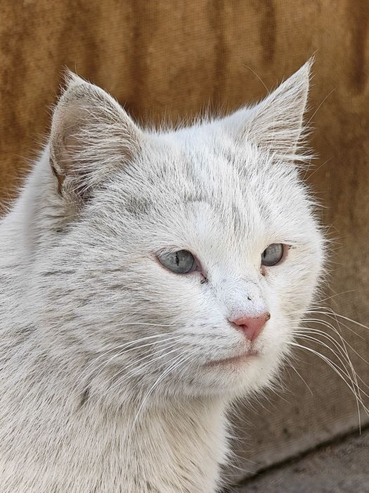 Honor magic 8 12/256 Cn версия