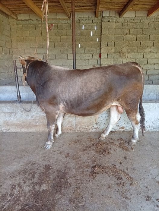 Toza shevet nasilka ham boqishga ham yaxshi