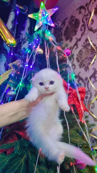 Продаю шиншилу девочка очень милая красивая