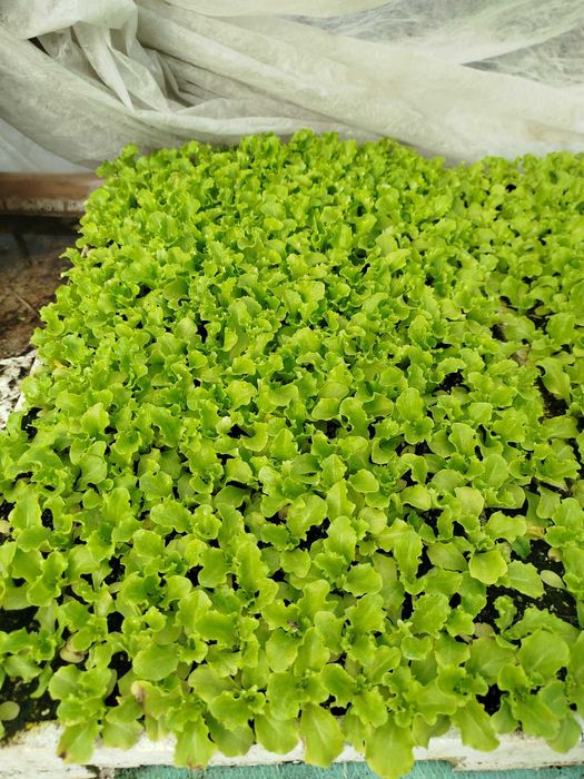 Продавам Разсад Марули