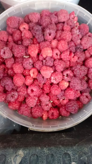 Продам малина домашний