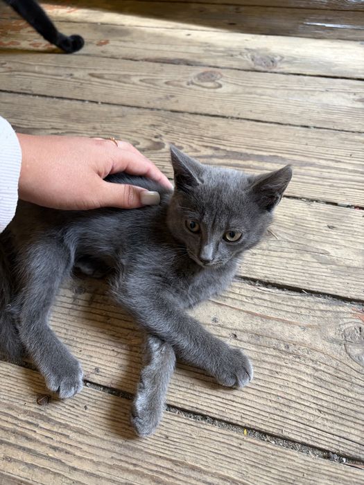 Котенок девочка в хорошие руки