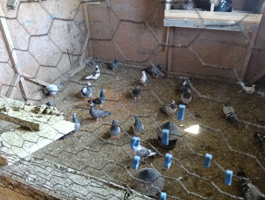 Vând porumbei la grămadă sau separat 25lei bucata...