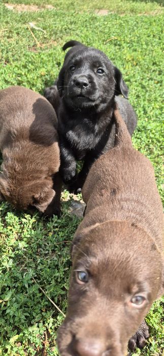 Щенки породы лабрадор