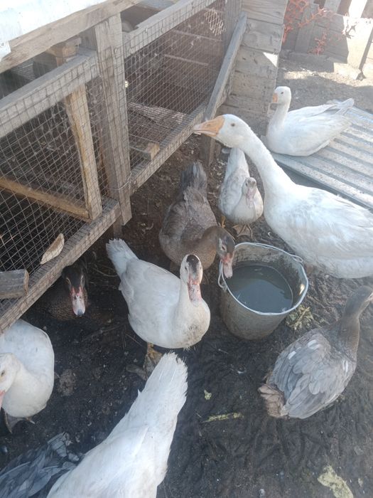 Продам индоуток  !