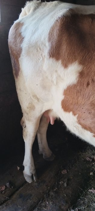 Vaca tinara de vânzare