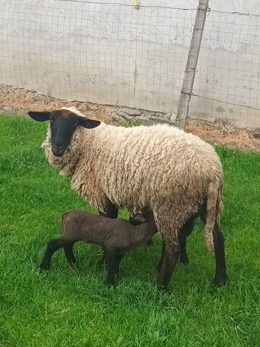 Oaie suffolk de vânzare