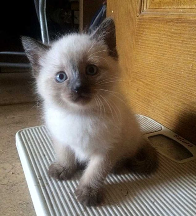 Сиамские котята, 2 месячные