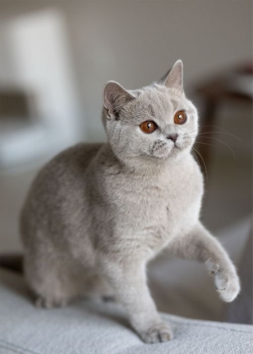 Британские котята
