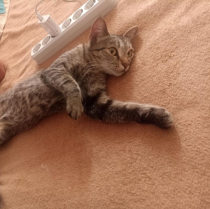 Отдам Кошку срочно