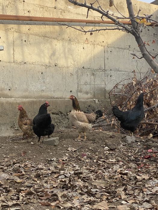 Qora tovuq onasi ochgan