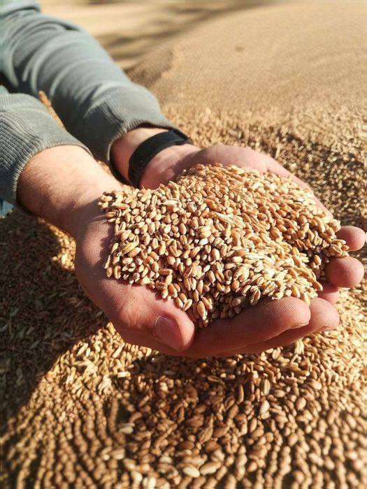 Пшеница 4-й клас