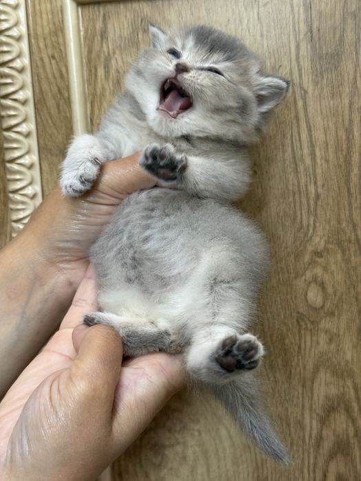 britanskiy toza qon mushuk mushukcha британский котенок britain kitten