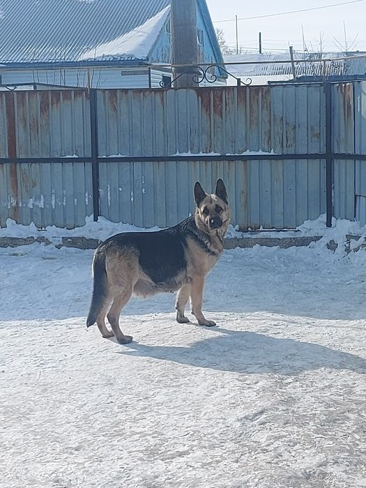 Щенок Восточноевропейской овчарки
