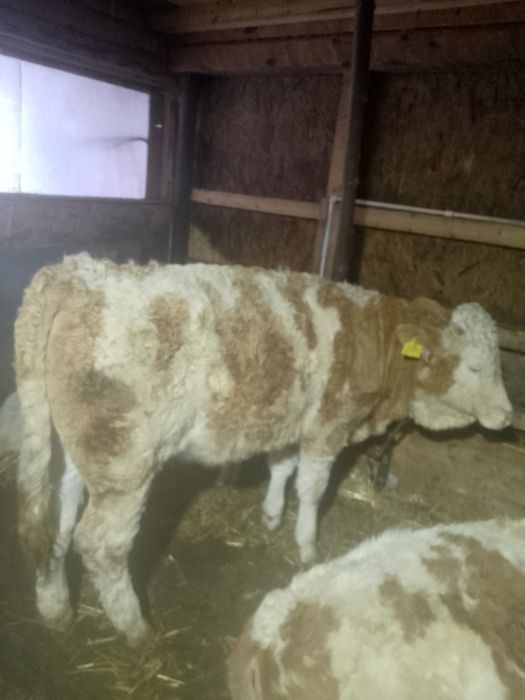 Vitele BR linie carne