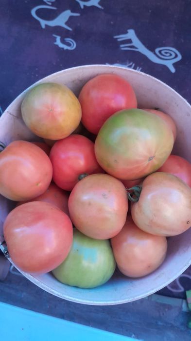 Продам помидоры 1 кг, 500 тенге