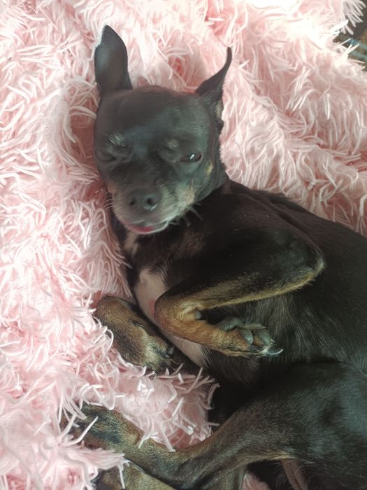 Пропала собака русский той терьер  прошу помогите