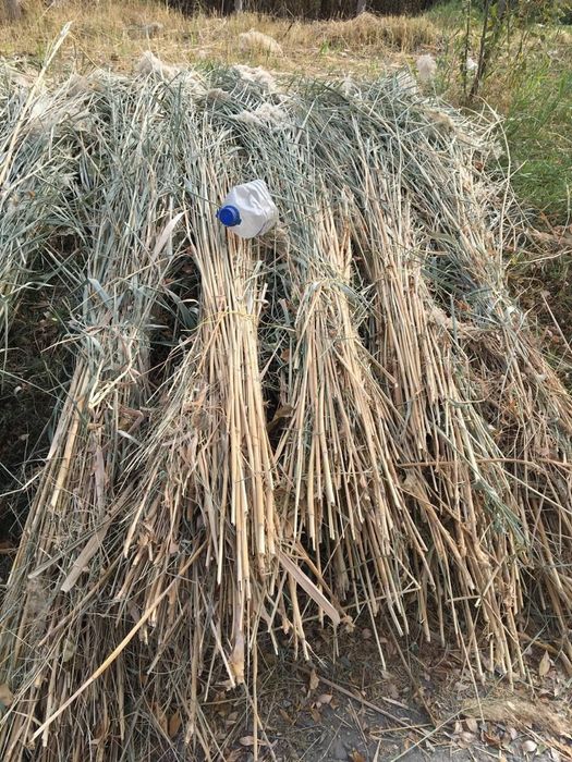 Продам камиш пучок 10000