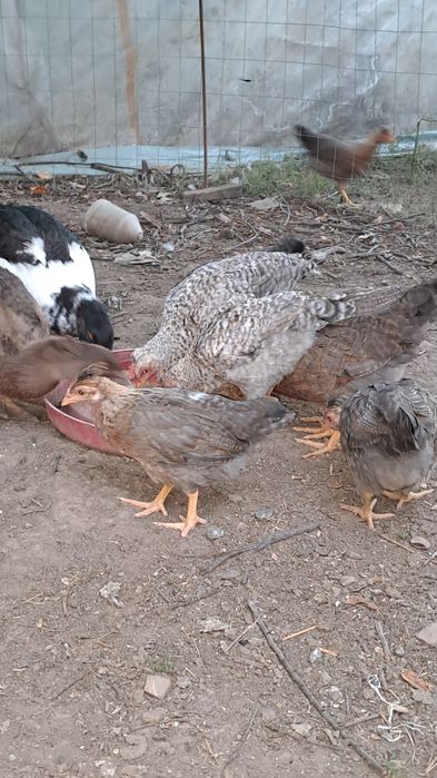 Vând cream legbar și rațe leșești