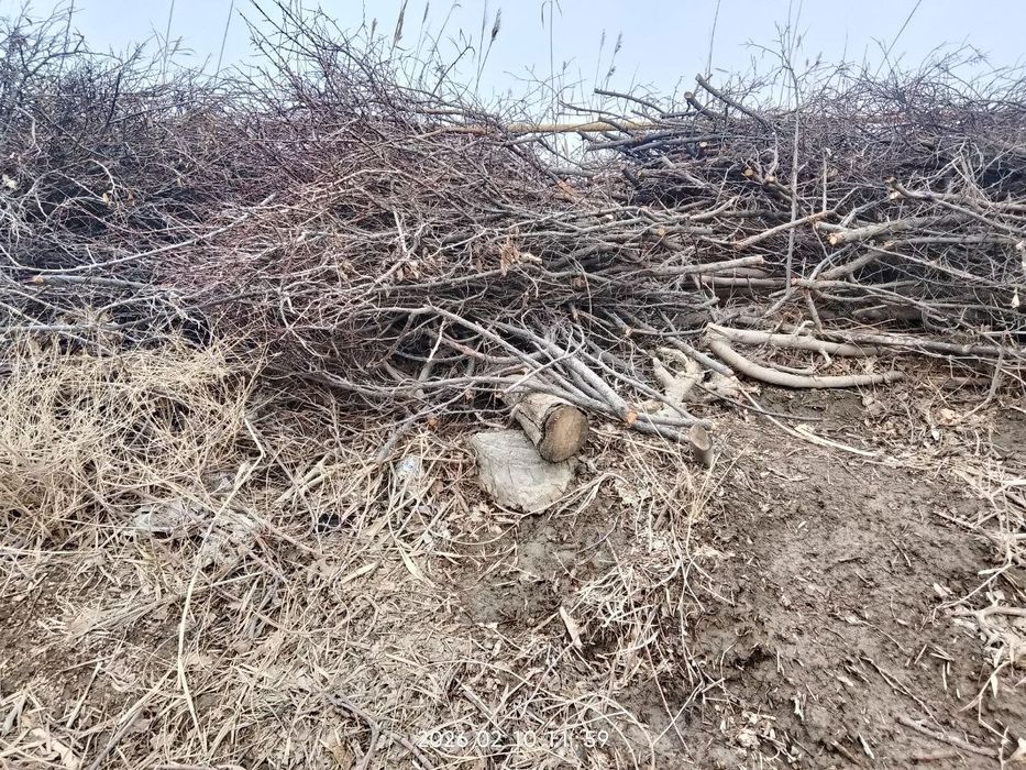 Qurigan o'tinlar sotiladi