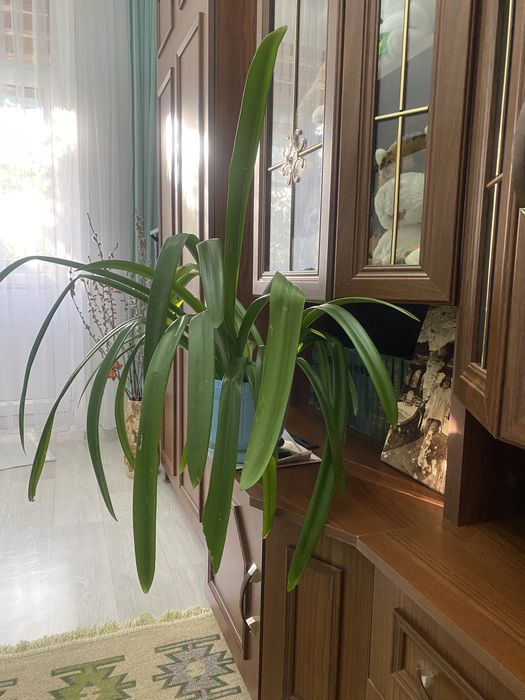 Домашние цветы в горшках