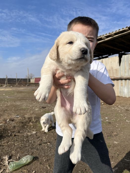Алабай щенки күшіктер