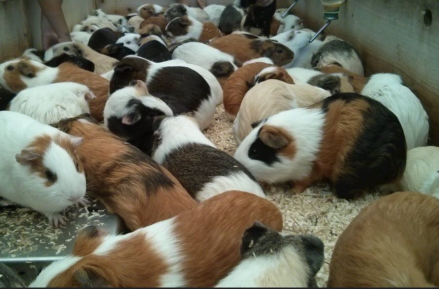 Свинка морская, свинка