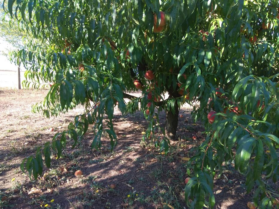 Продава се Земеделски имот в Шумен, Център -  кв.м за 3060 €/дка - Снимка #10