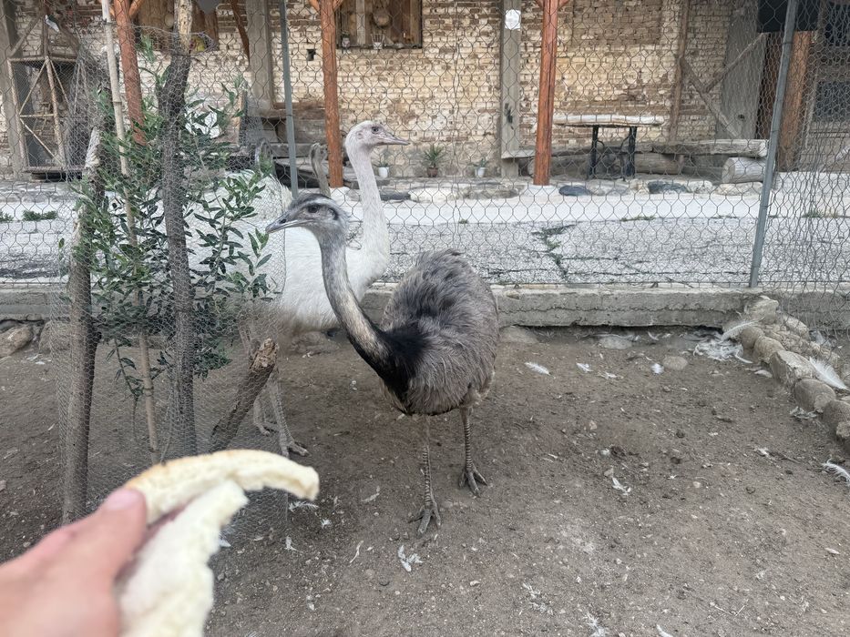 Яйца за люпене или  ядене от Нанду