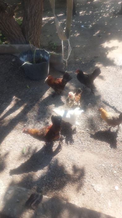 Продаётся куры домашние