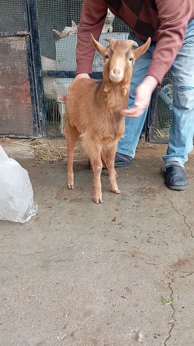 7 ойлик Мурсиана така эчки сотилади