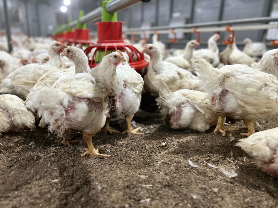 Бройлеры живым весом