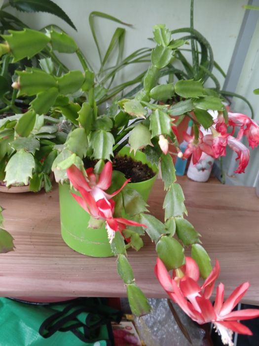 Цветущий декабрист