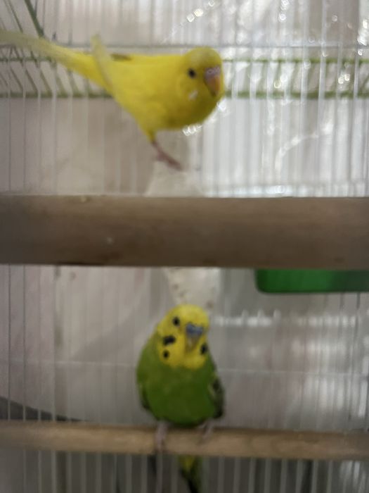 Продам папугаев