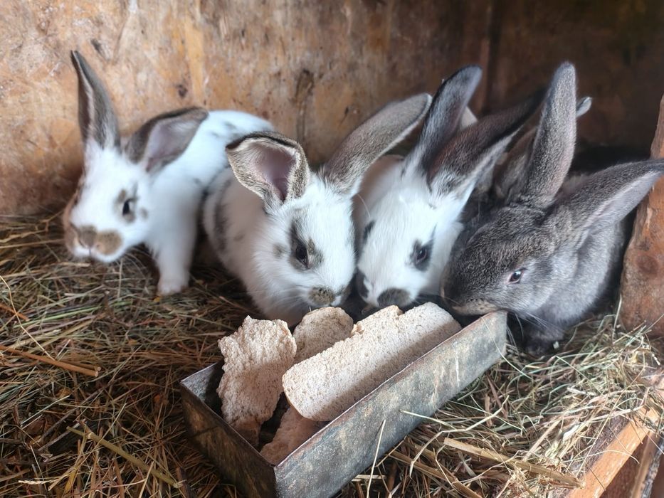 Iepuraşi de vînzare.