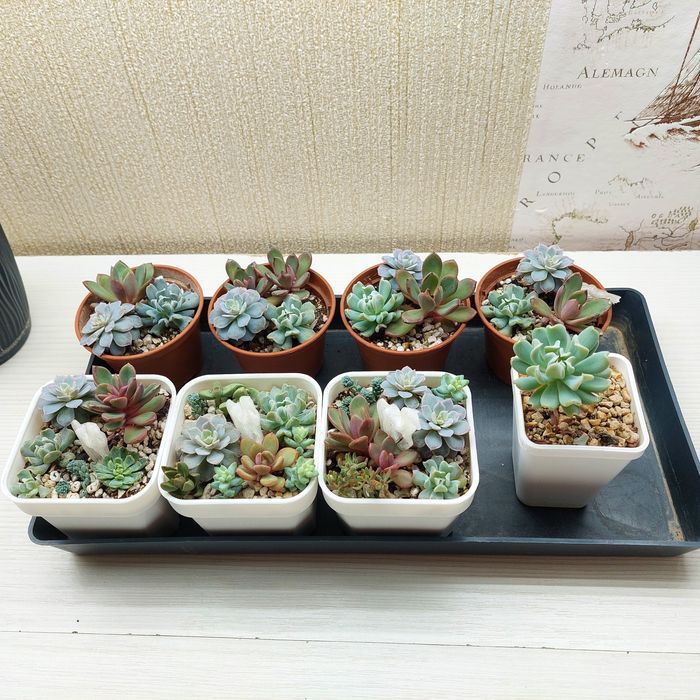 Цветы суккуленты