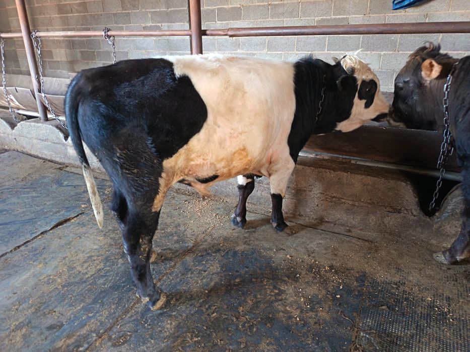 Продам породистых Быков!