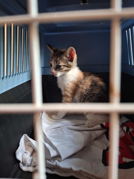 Котета на около 1-2 месеца в гр.София, Лозенец.  Бяло с оранжеви петънца също.
