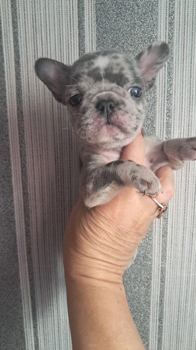 Французский бульдог девочка мерле